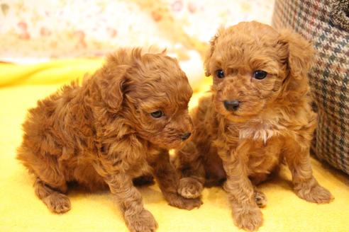 成約済の愛知県のトイプードル-117812の10枚目